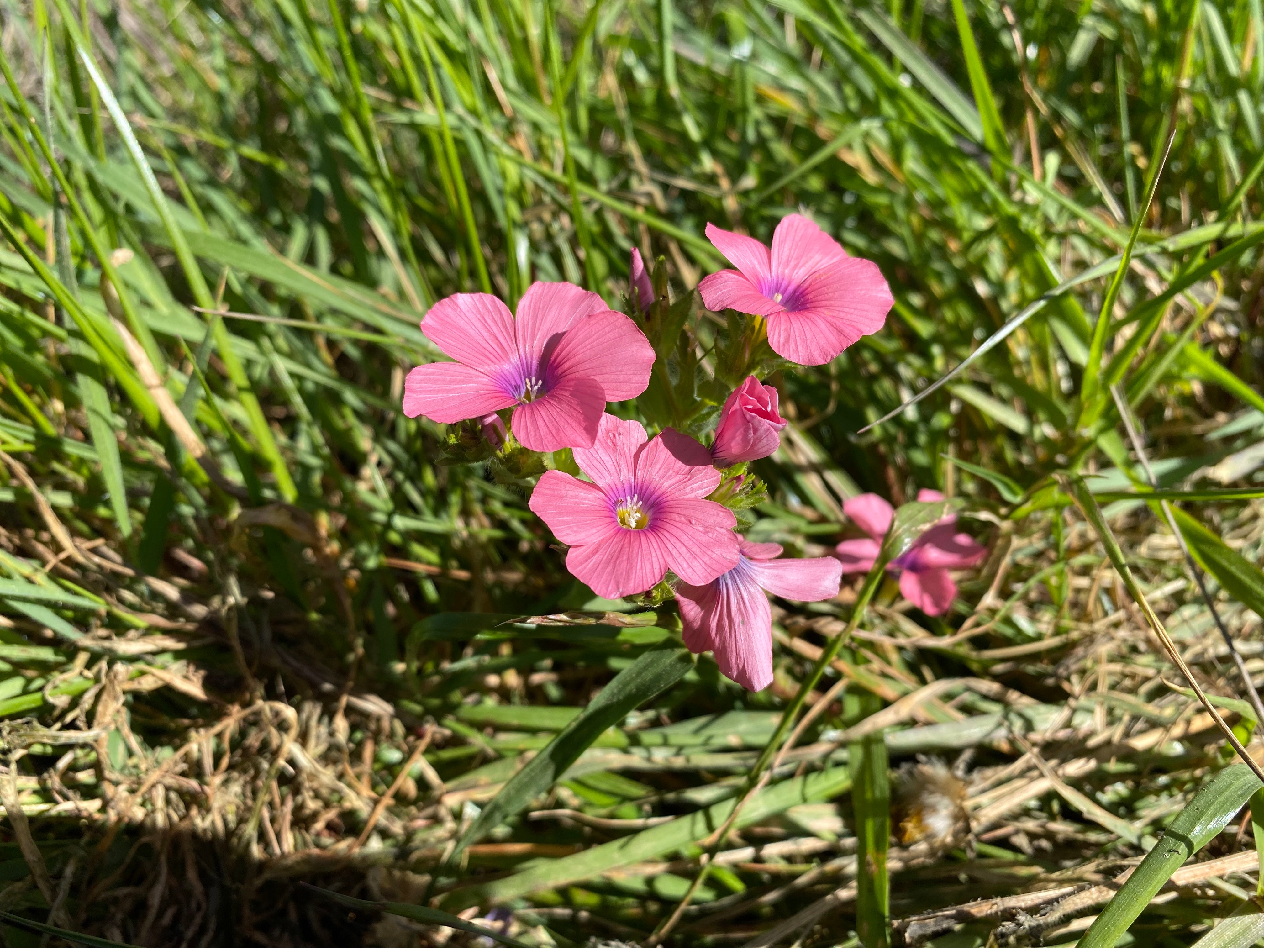 Celebrating World Biodiversity Day in Occupied Palestine