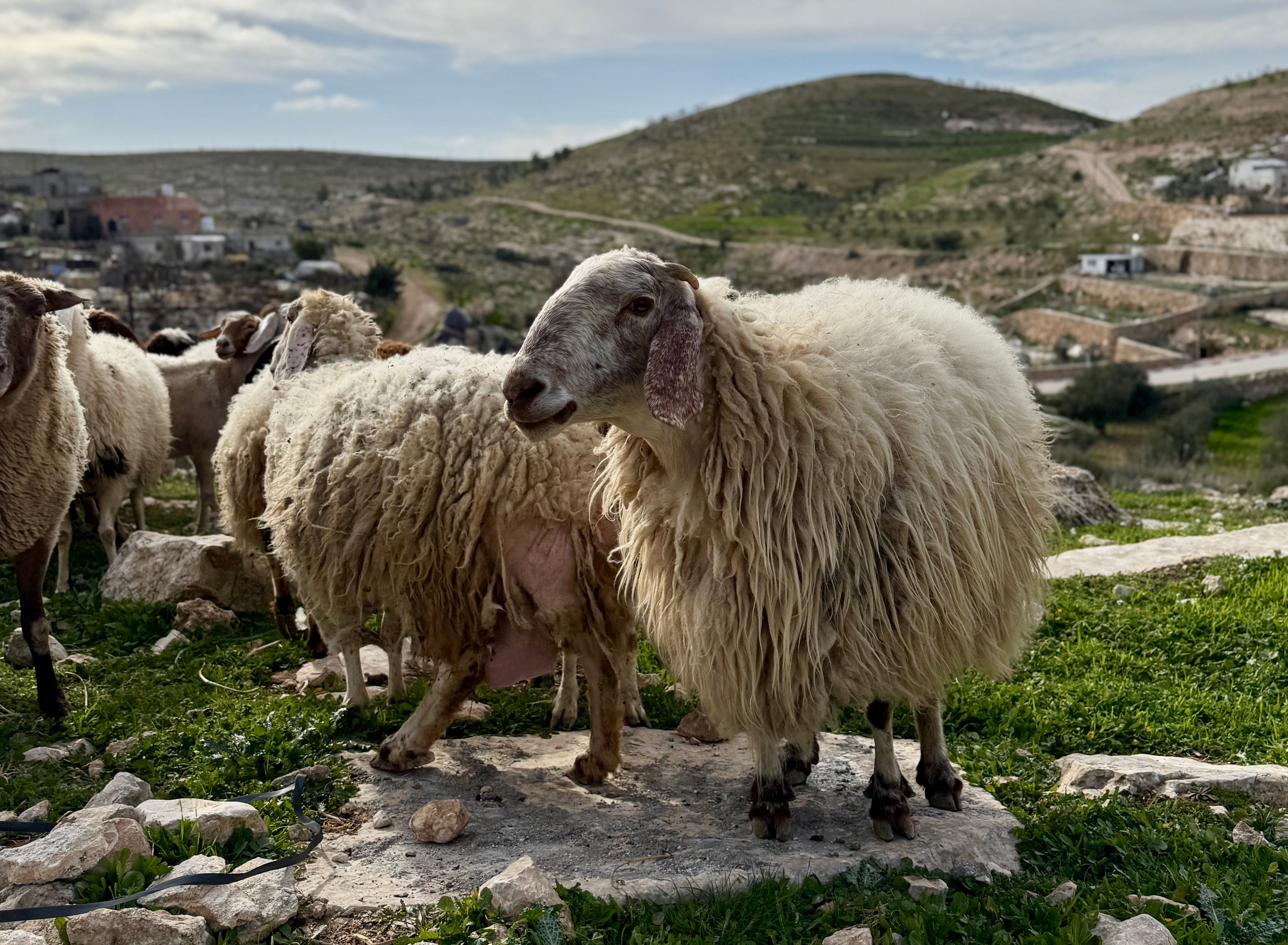 Palestinian Goats on a Mountainside