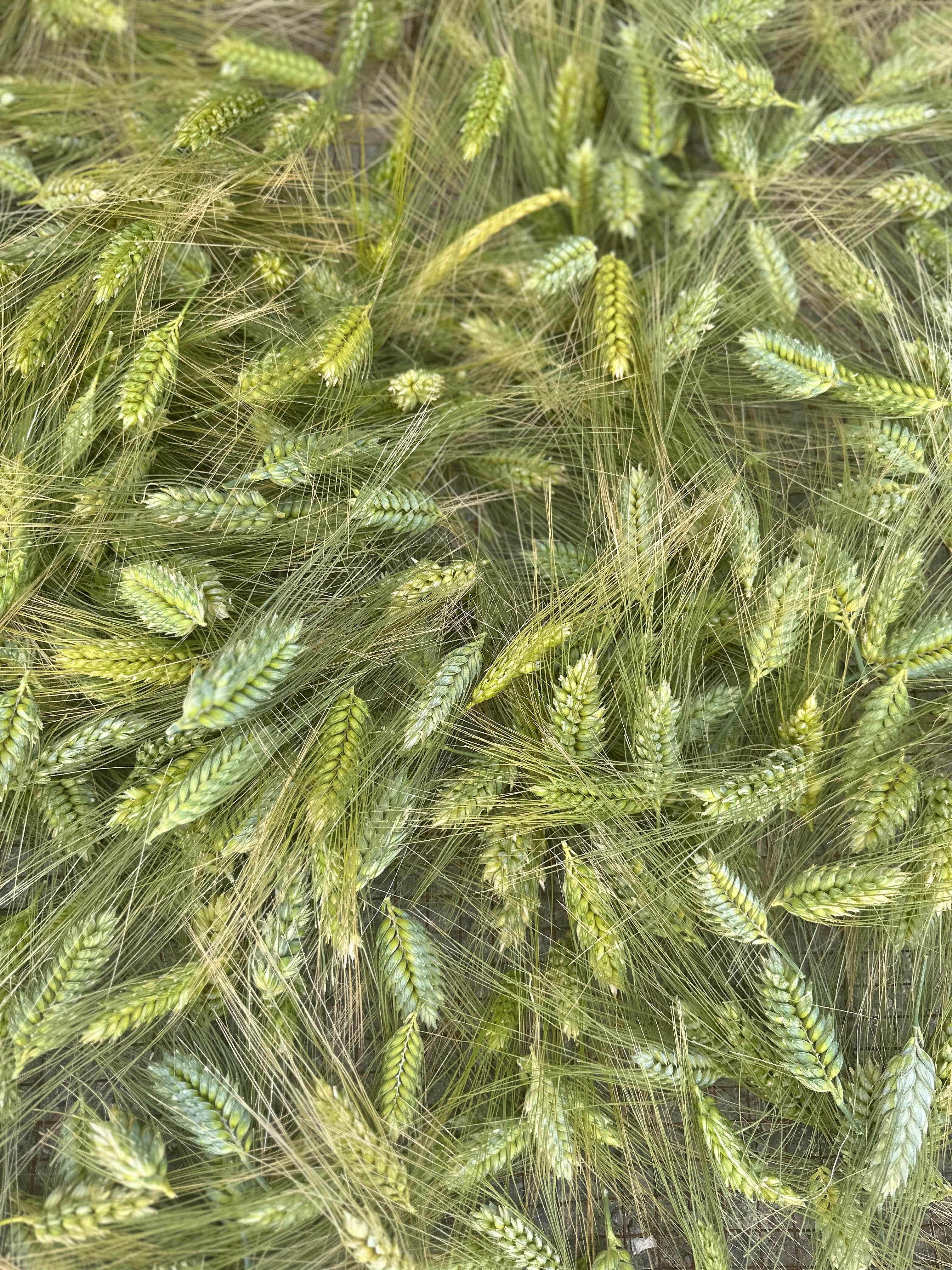 Palestinian Traditional Food: A Wheat Culture