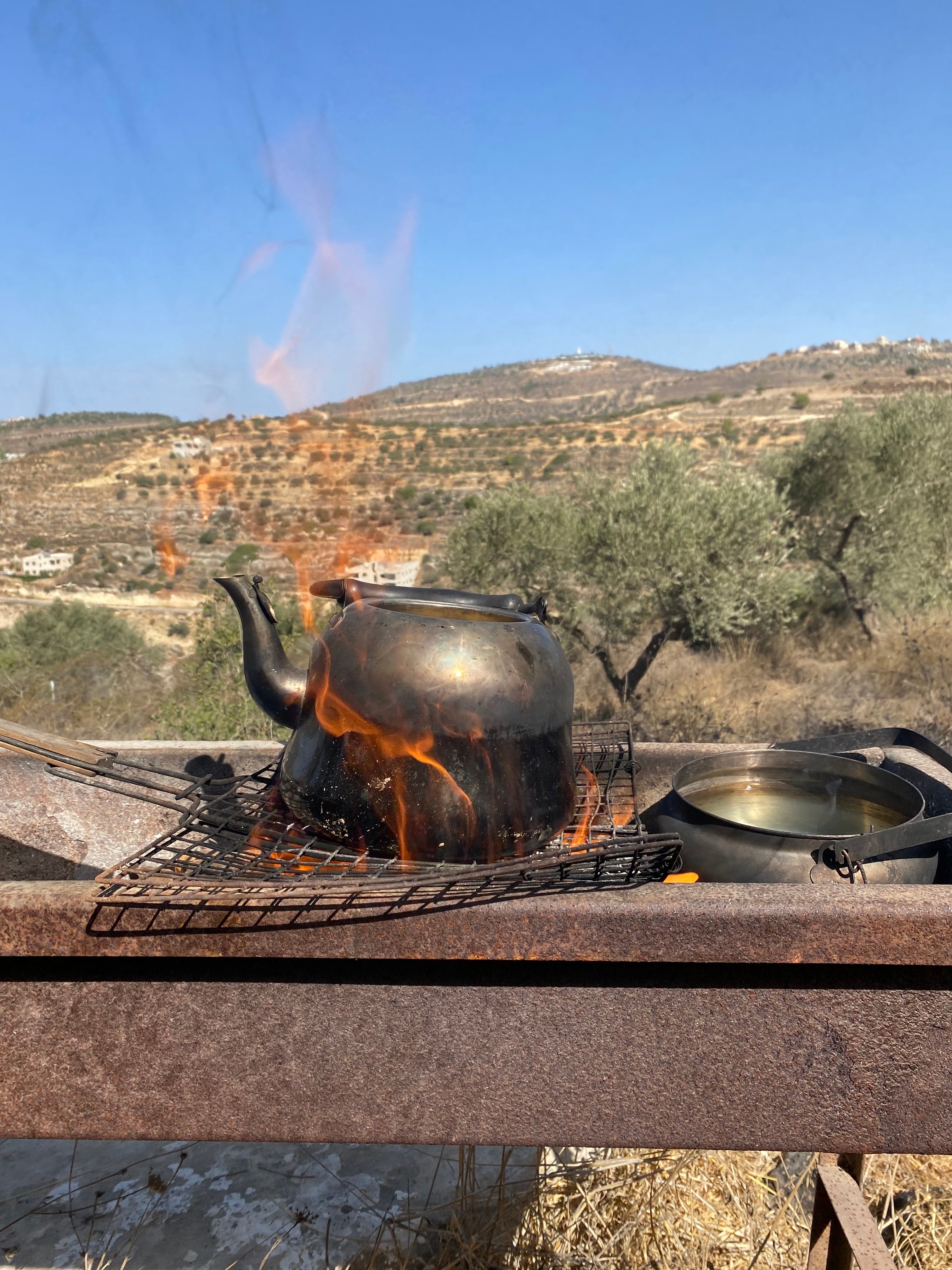 The Olive Harvest in Palestine