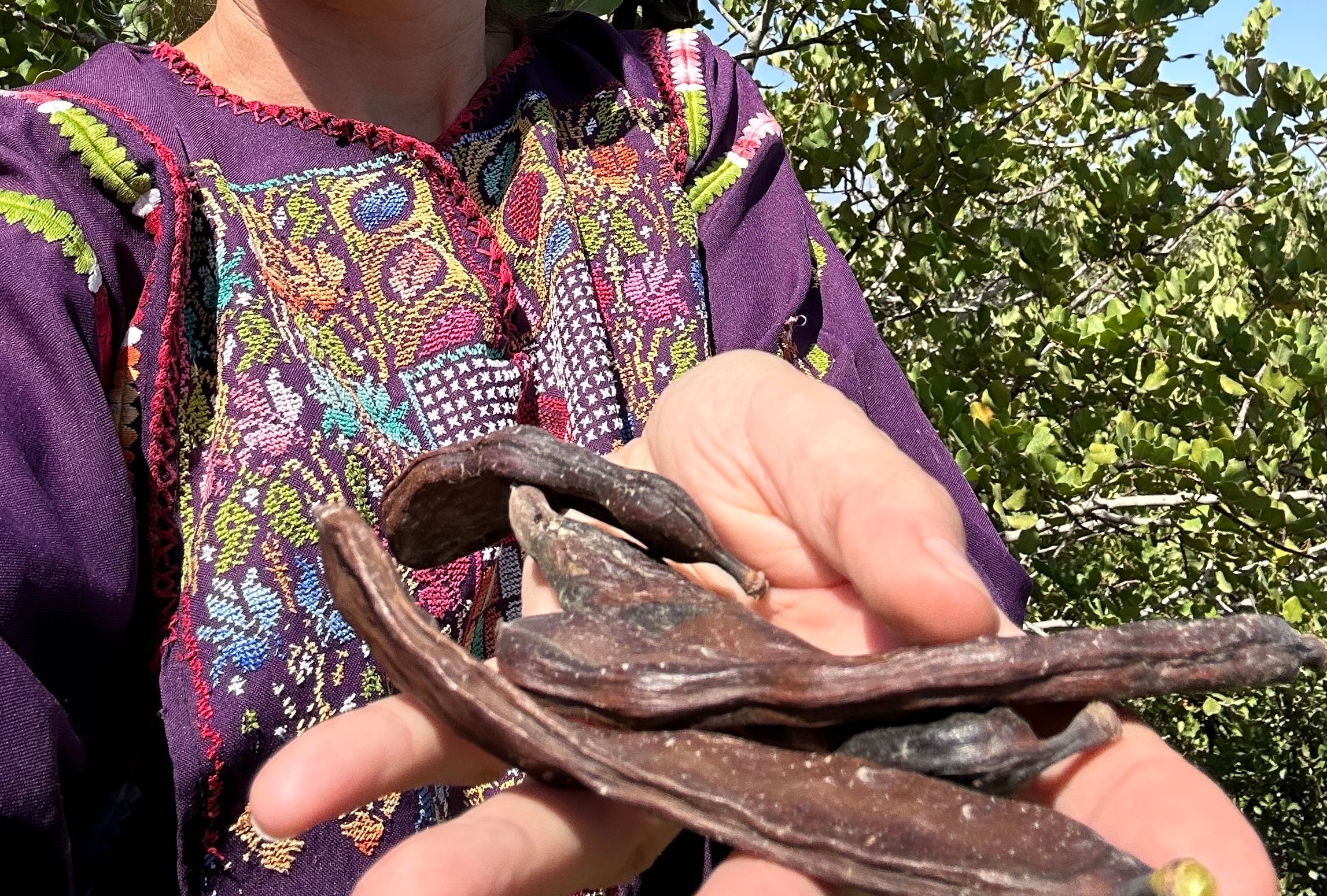 Celebrating the Kharoub Harvest: A Palestinian Tradition-the Native Carob Tree
