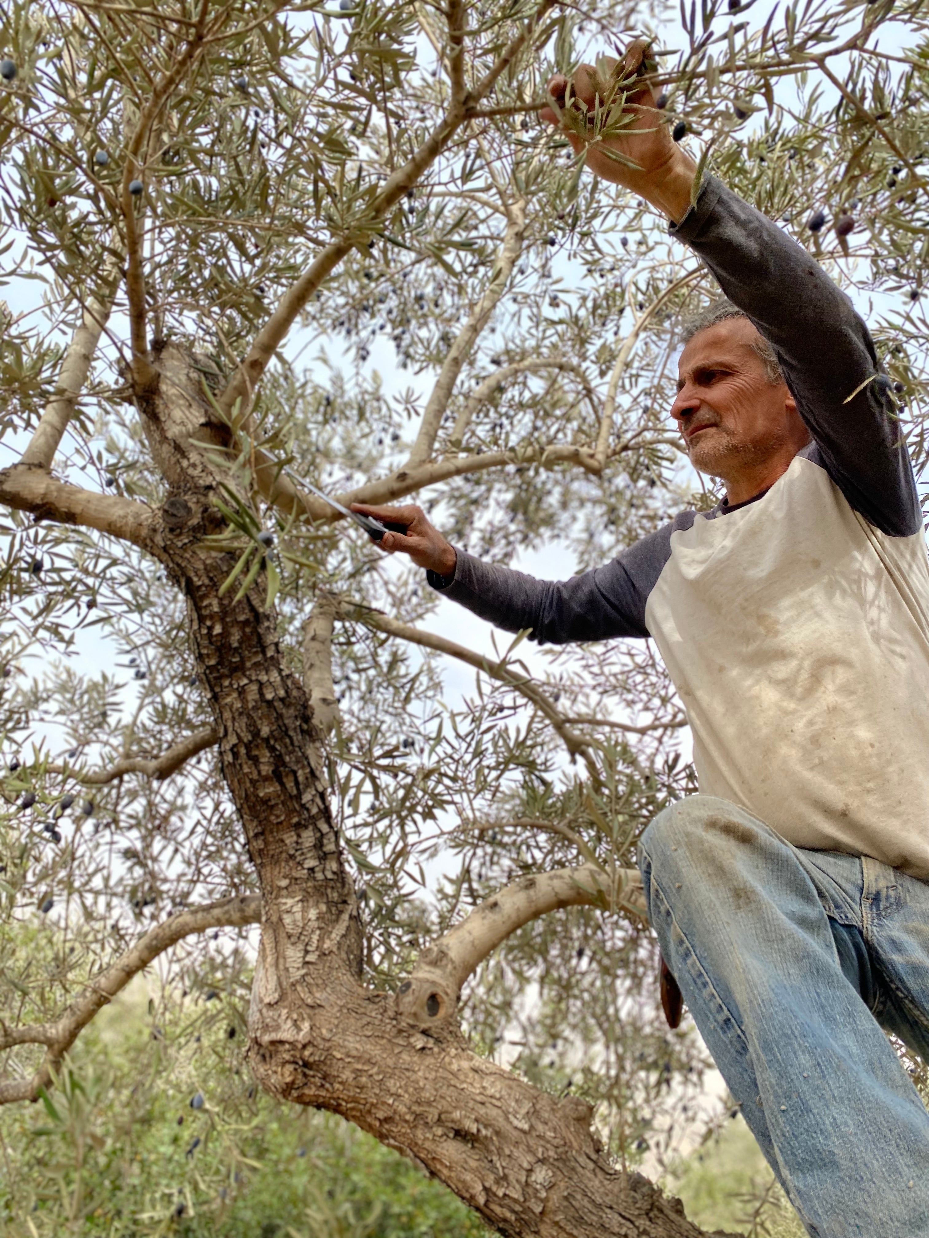 Adopt an Olive Tree in Palestine