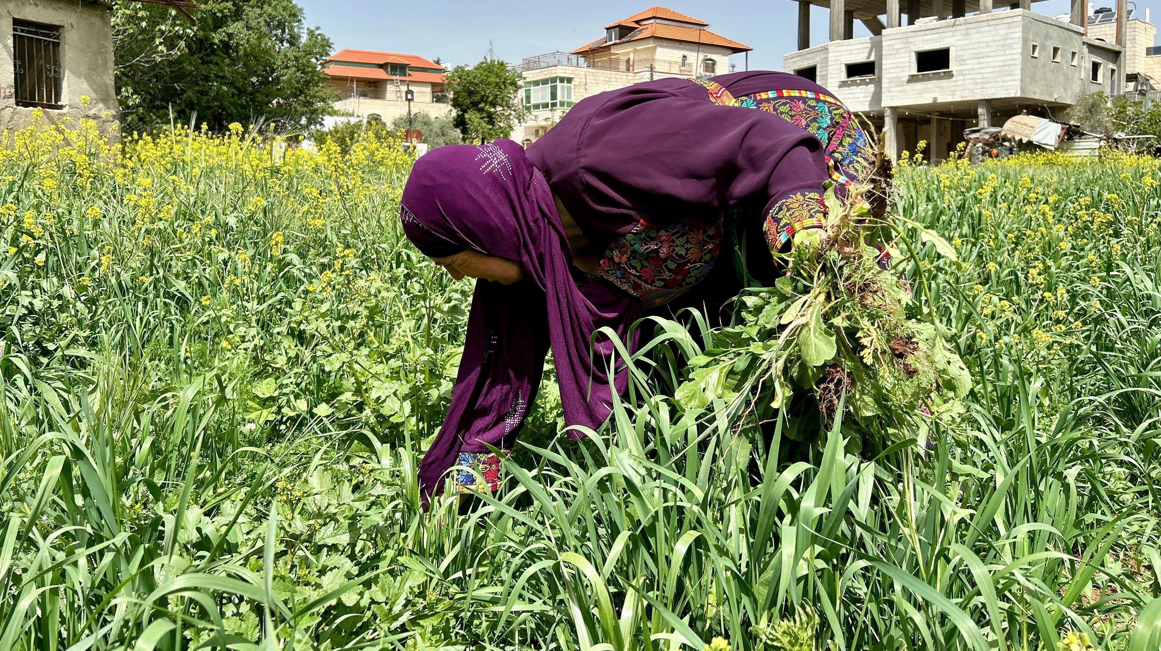 Donate and Support Our Project to Help Women in Palestine Sustain Their Livelihoods