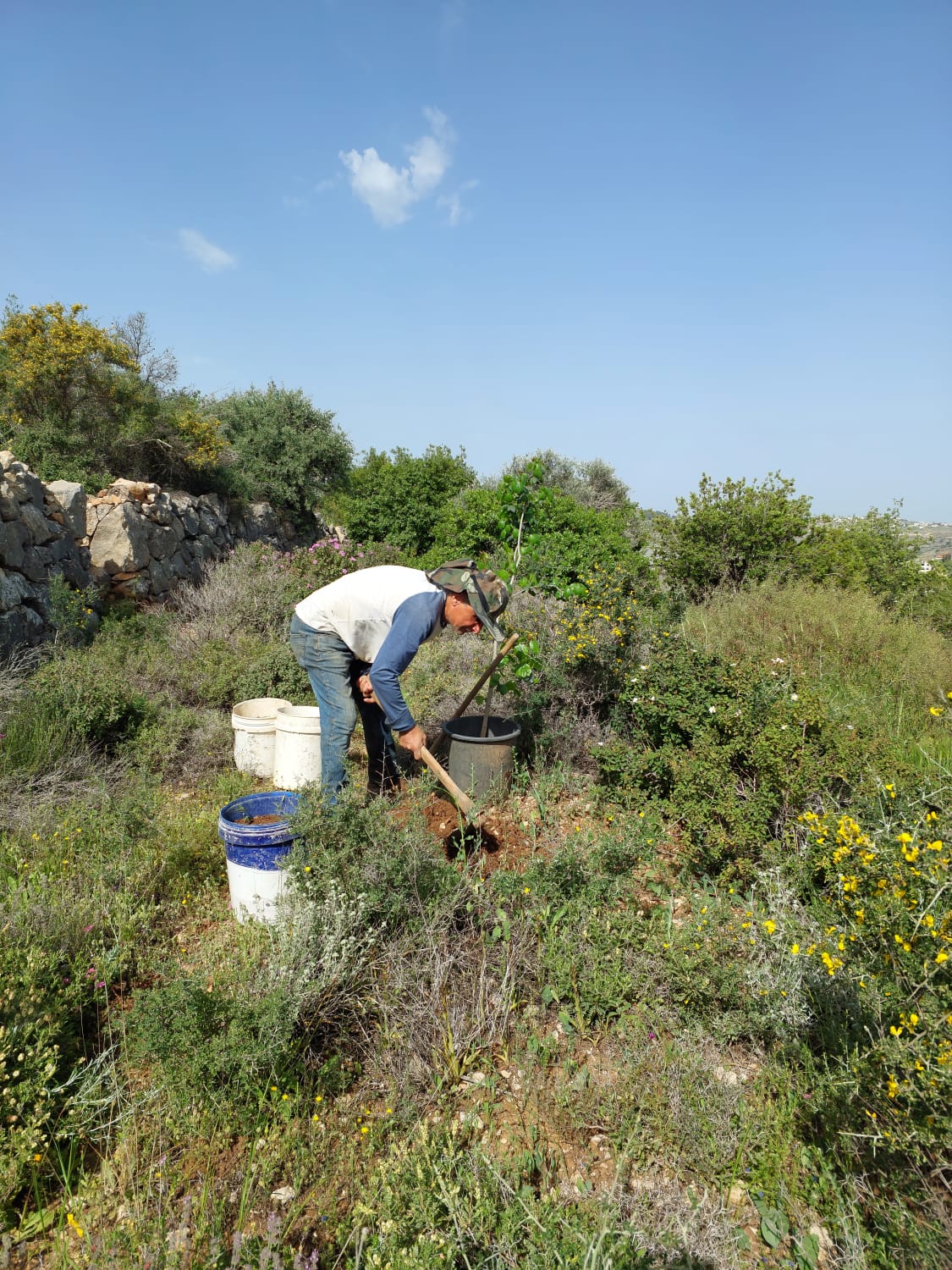 The Story of Dawud Mother’s Tree; The Story of Every Palestinian