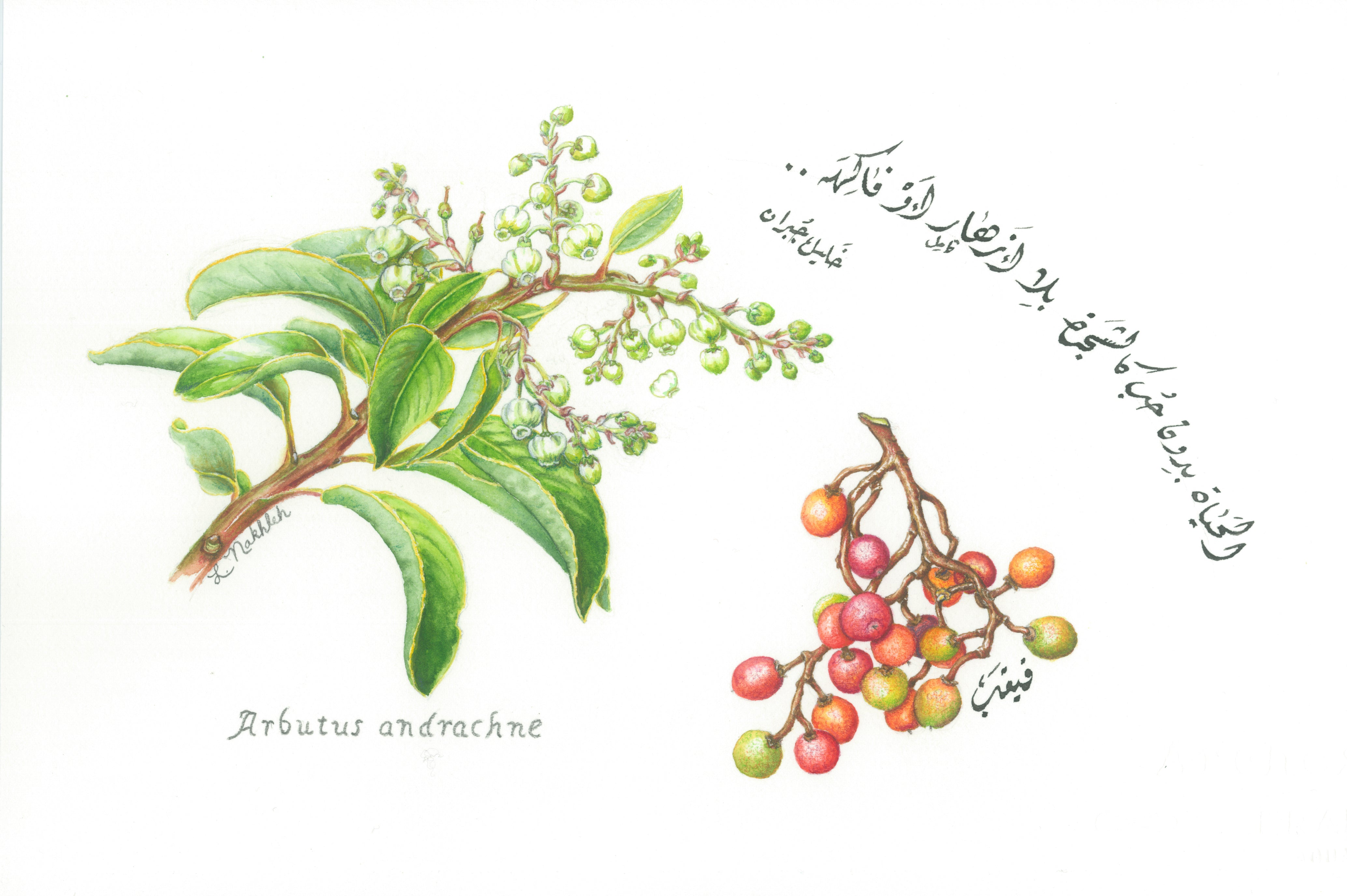 A Botanical Painting Artist from Palestine: Lois Nakhleh