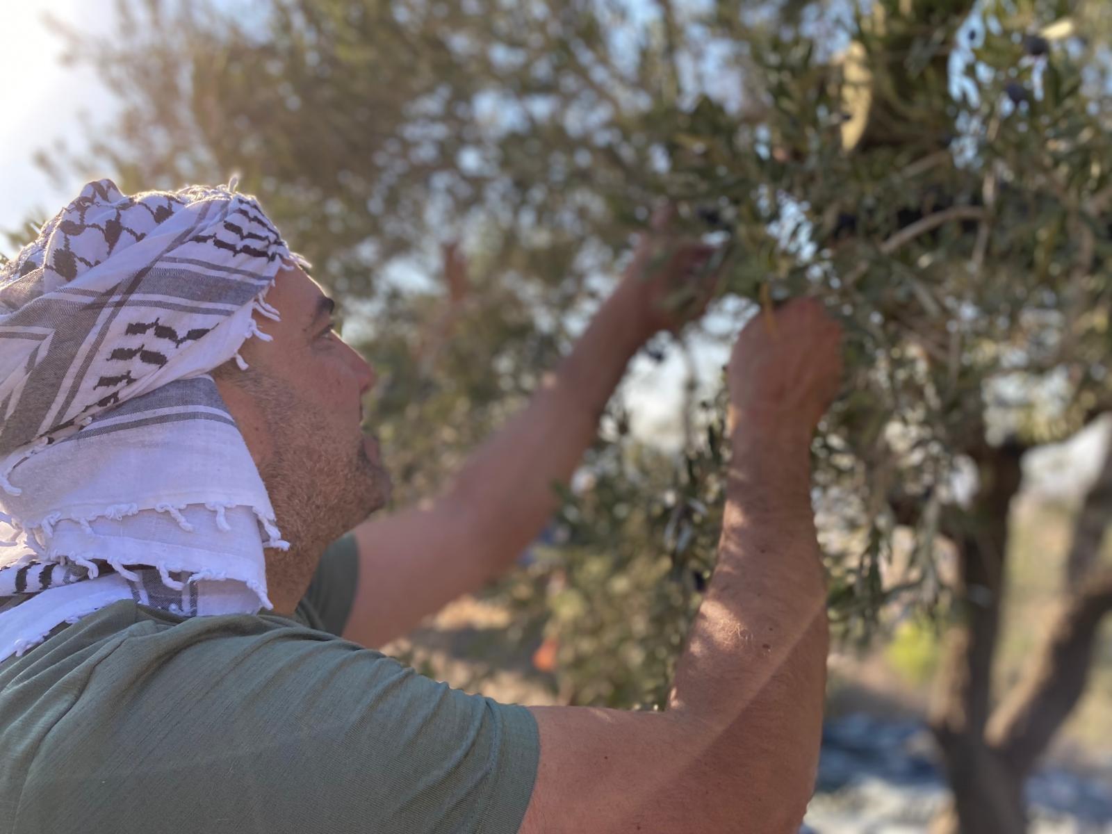 Man picking olives from olive tree