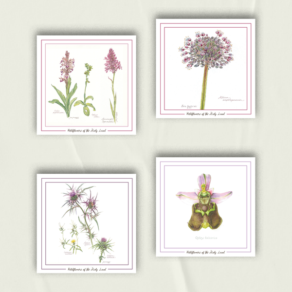 Palestinian Wildflowers | Set of 4 Greeting Cards in Pinks