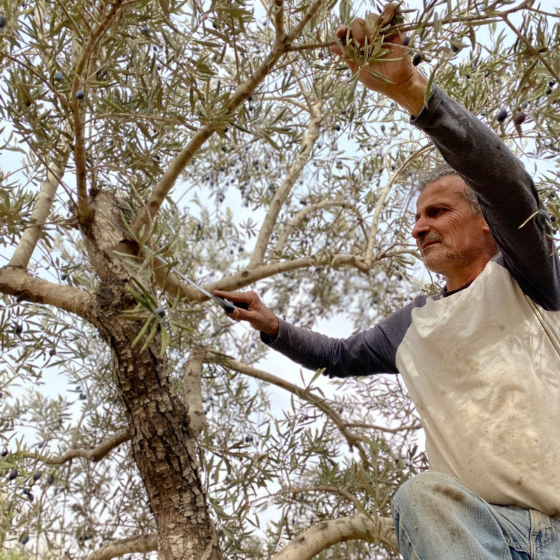 Adopt An Olive Tree In Palestine