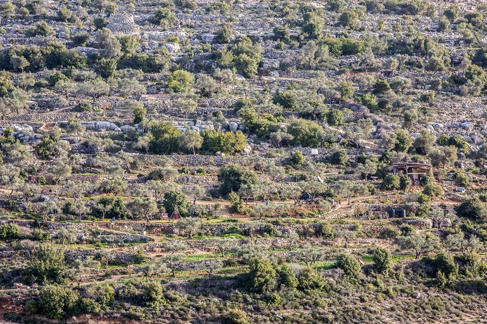 Our first step to saving Palestine's Natural Heritage - Mashjar Juthour Tree Booklet - Free Download