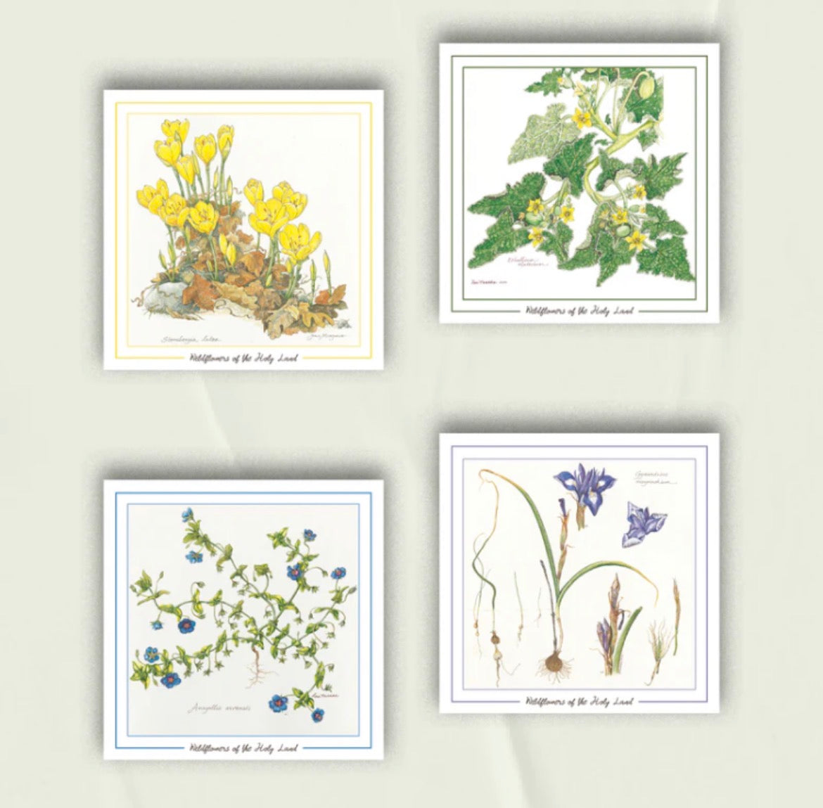 Rooted in Land: Art and Botany from Mashjar Juthour