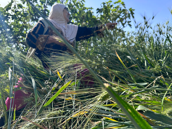 Food Sovereignty Part 2: how occupation controls Palestinian agriculture