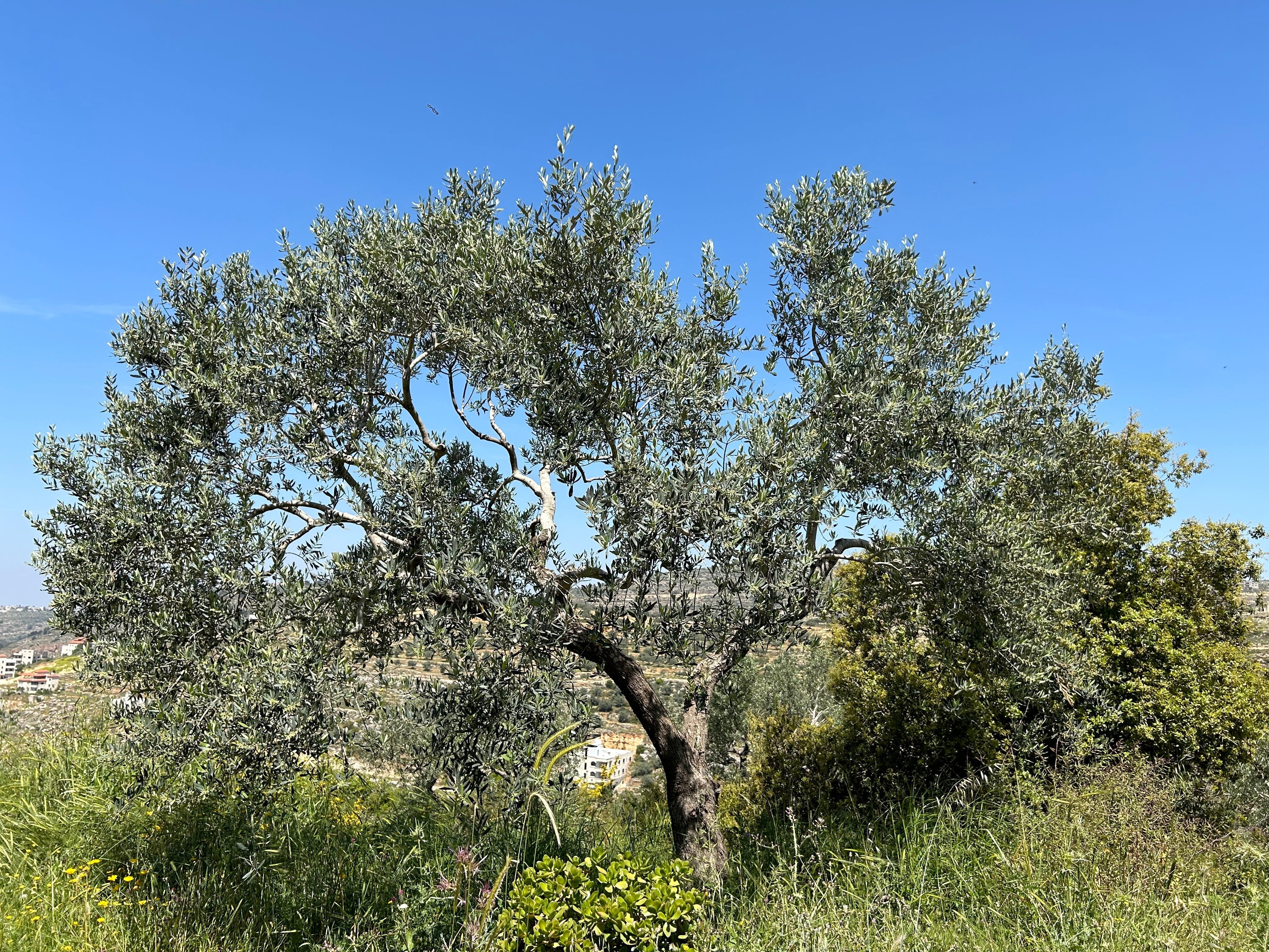 Palestine Olive Tree