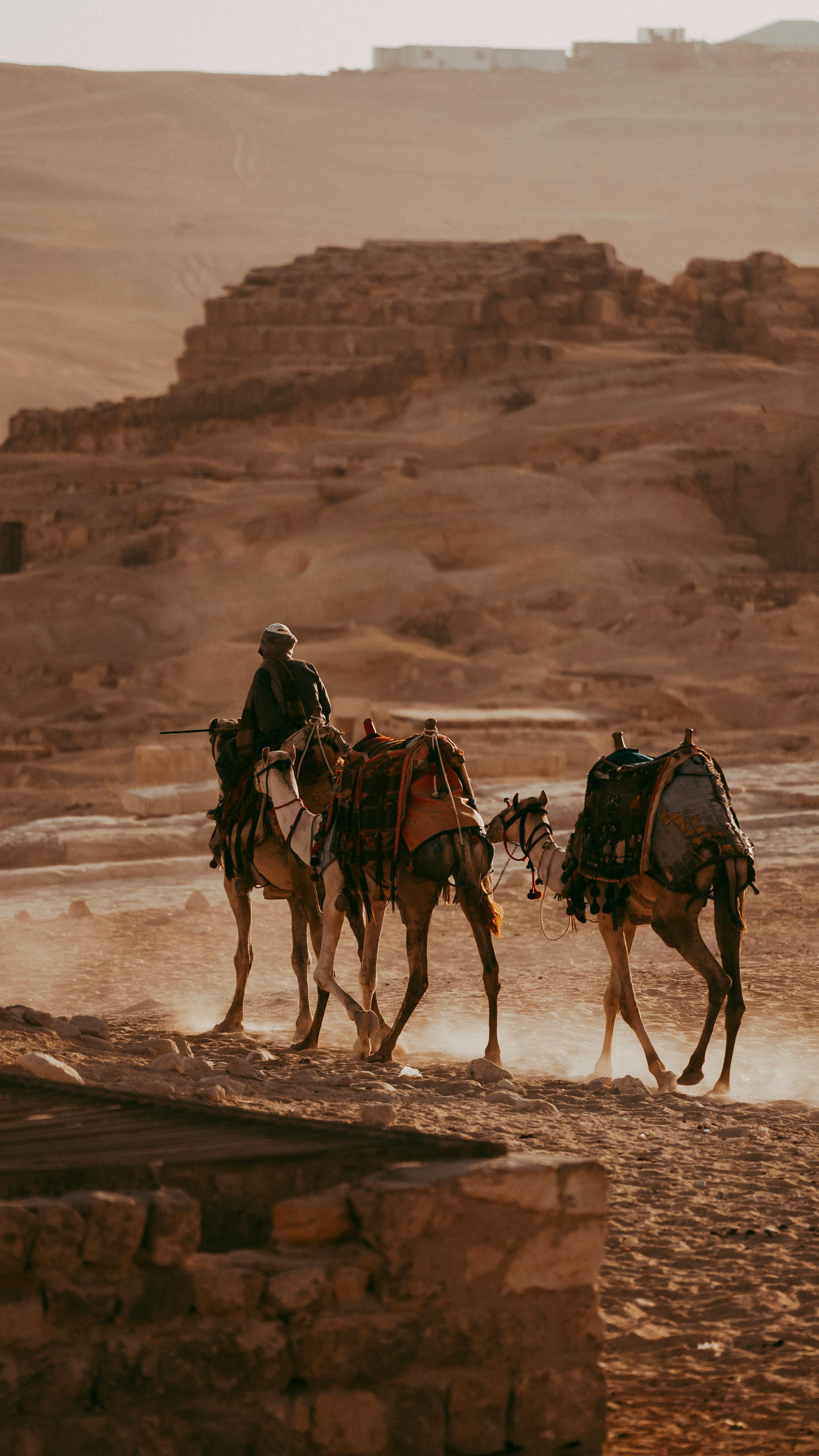 The Camel in Palestine: History, Culture & Artisan Craft
