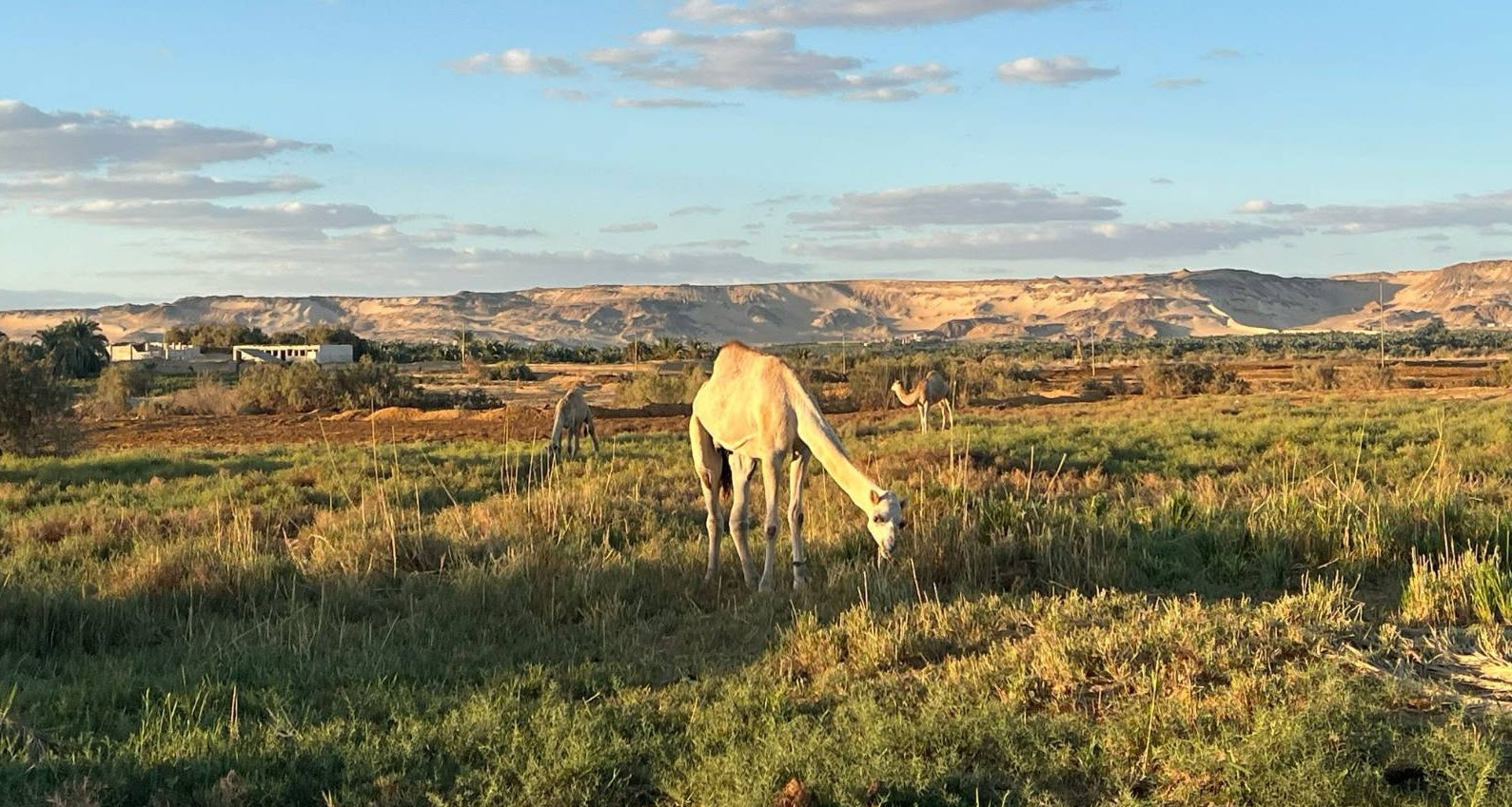 The Natural Benefits of Camel Milk Soap