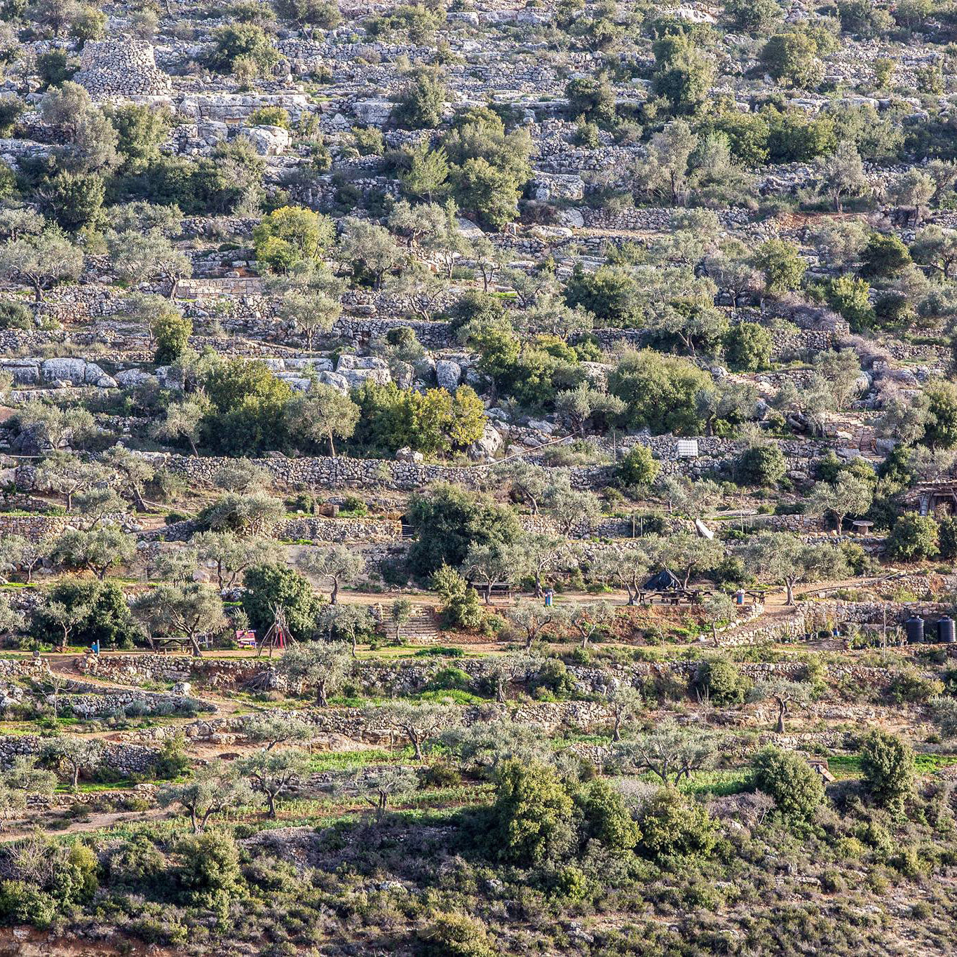 Mashjar Juthour in Palestine