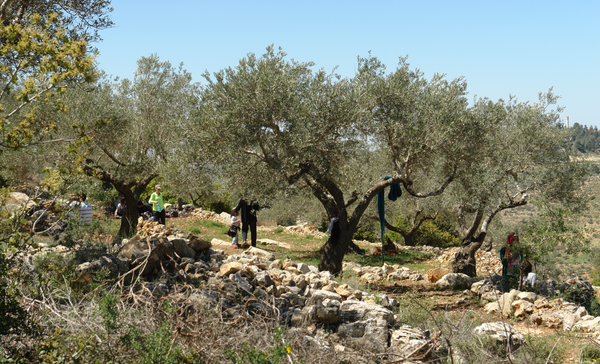 Giving Tuesday: Empowering Palestinian Artisans and Reforesting Palestine