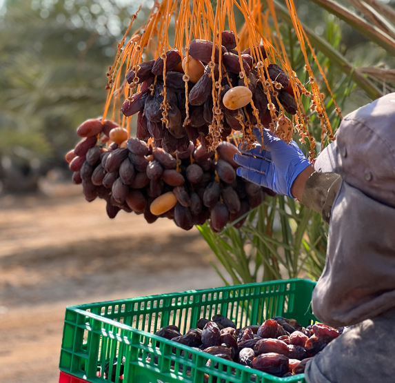 Medjool dates farmed in Palestine