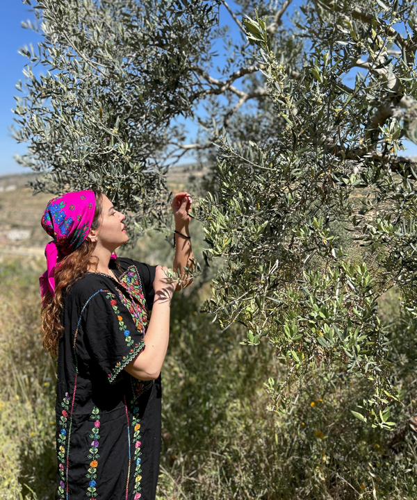 Olive Harvest in Palestine: Families, the Land, and the Story Behind Our Virgin Olive Oil