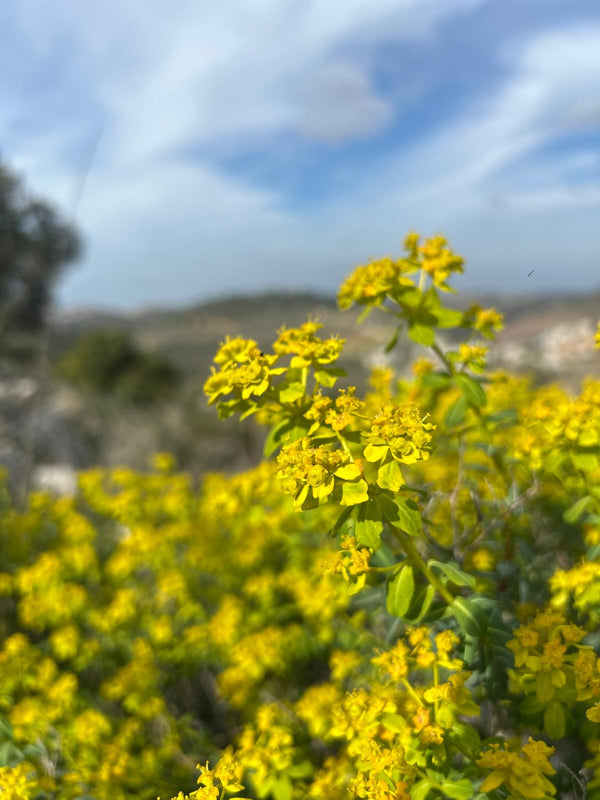 Jerusalem Spurge