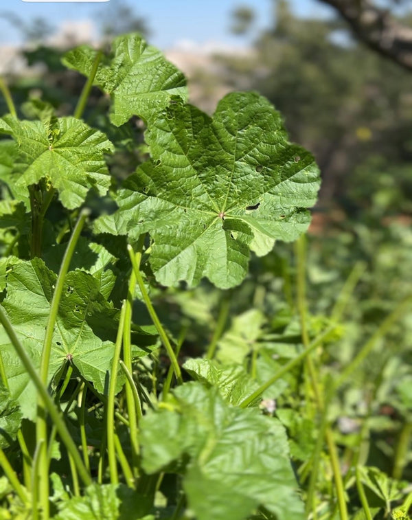 Foraged Wild Greens + Zeit Bundle Kits Now Available!