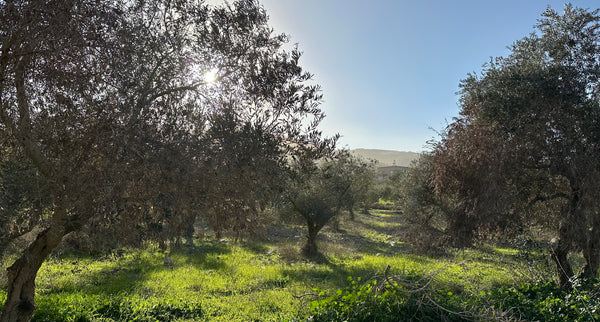 Commemorating the History and Significance of Land Day in Palestine