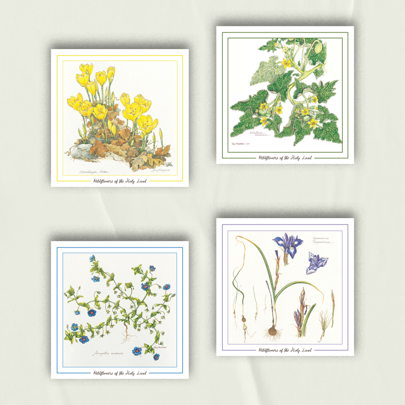 Beautiful Palestinian Wildflowers | Set of 4 Greeting Cards Yellow, Green, Purples