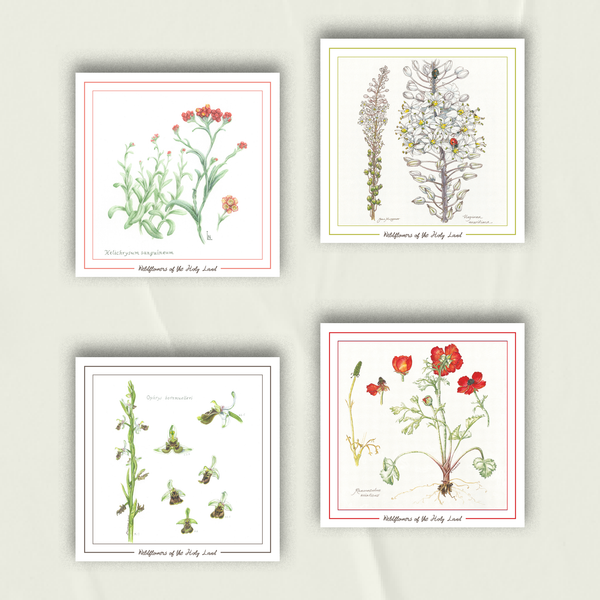 Celebrate Palestinian Wildflowers | Set of 4 Greeting Cards Reds