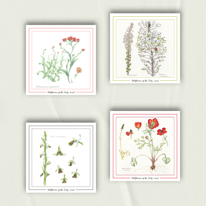 Celebrate Palestinian Wildflowers | Set of 4 Greeting Cards Reds