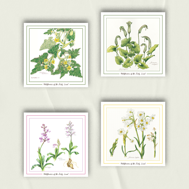 Palestinian Wildflowers Notecards | Set of 4 Greeting Cards in Greens
