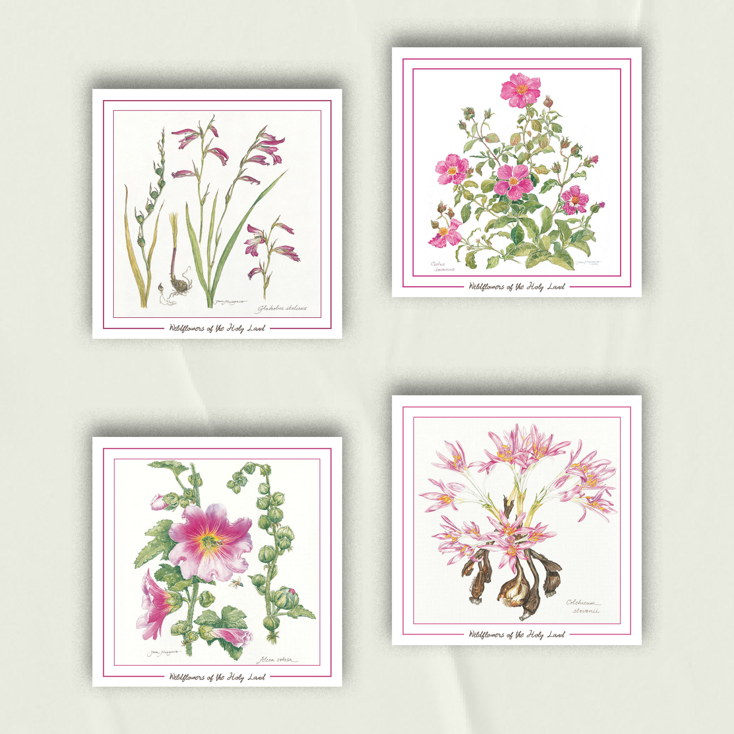 Wildflowers Notecards from Palestine | Set of 4 Greeting Cards in Pink