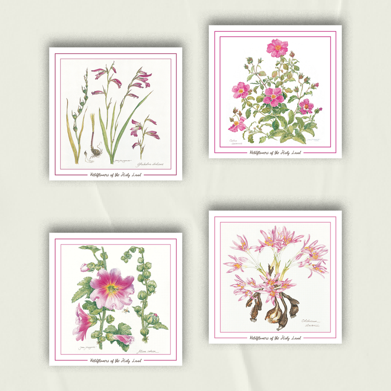 Wildflowers Notecards from Palestine | Set of 4 Greeting Cards in Pink