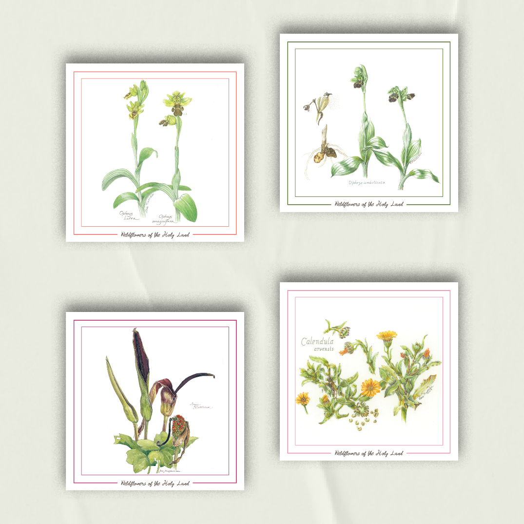 Wildflowers Notecards from Palestine | Set of 4 Greeting Cards in Browns