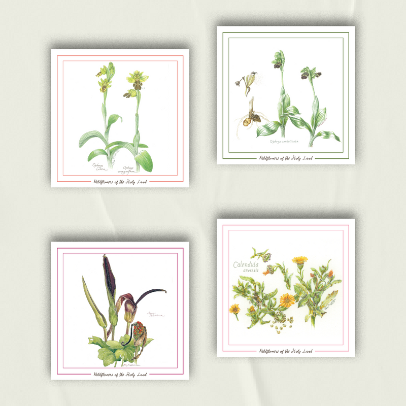 Wildflowers Notecards from Palestine | Set of 4 Greeting Cards in Browns