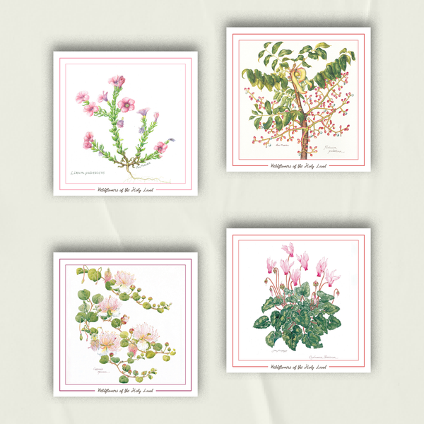 Celebrate Palestinian Wildflowers and Trees | Set of 4 Greeting Cards Oranges and Pinks