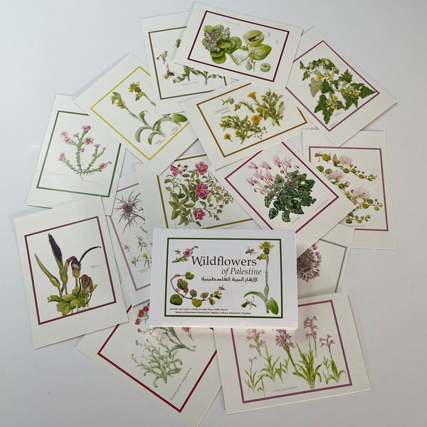 Palestinian Wildflowers Pack of Postcards | Celebrate Palestine's Nature Cards