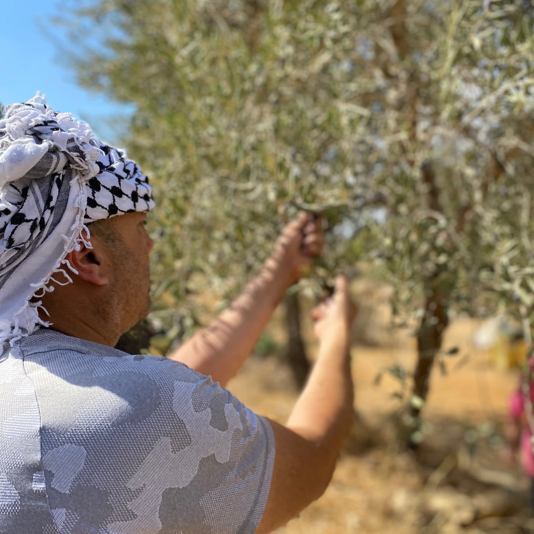 Adopt An Olive Tree In Palestine