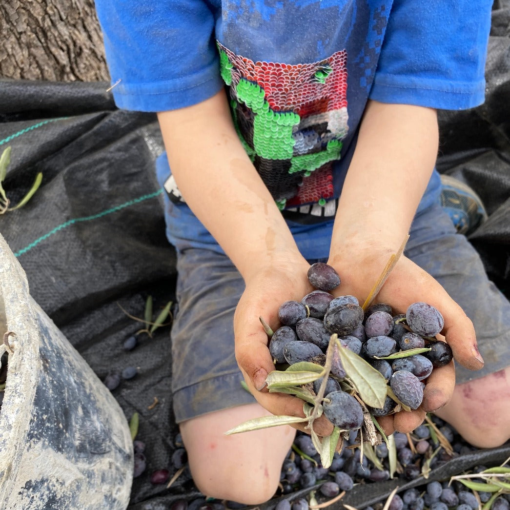 Adopt An Olive Tree In Palestine