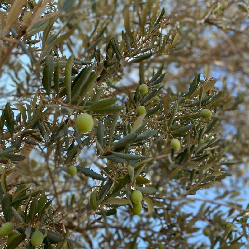 https://handmadepalestine.com/cdn/shop/files/adopt-an-olive-tree-in-palestine-4_800x.jpg?v=1698785428