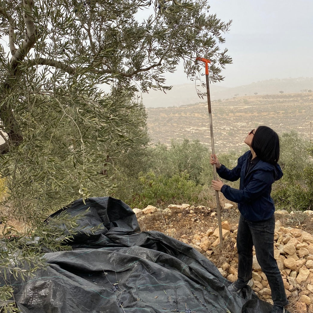 Adopt An Olive Tree In Palestine