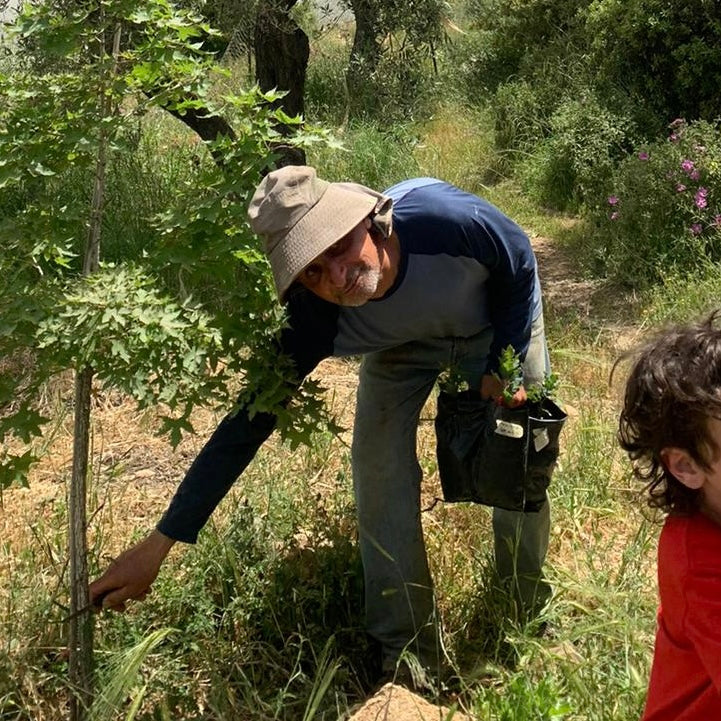 Plant a Tree - Donate to Mashjar Juthour