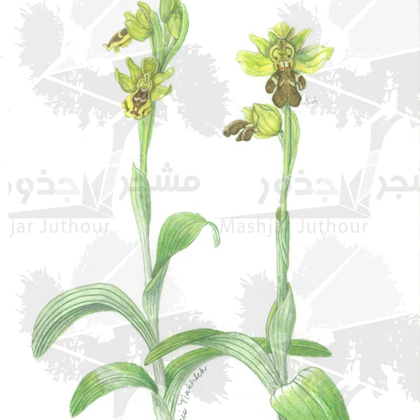 Art - Ophrys Lutea