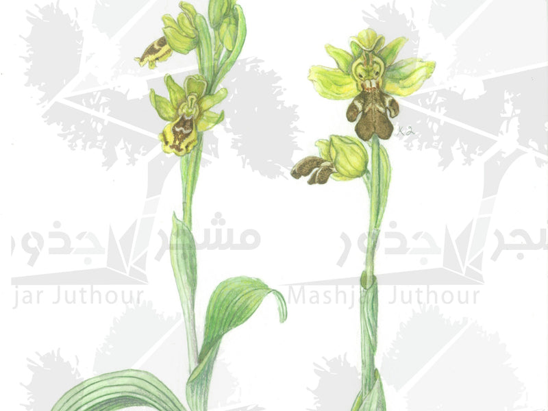 Art - Ophrys Lutea