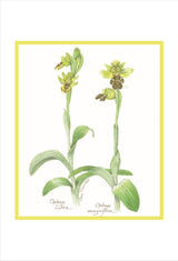 Art - Ophrys Lutea