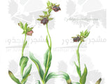Art - Orchid Botanical Art, Ophrys Transhyrcana In Dark Brown Matting
