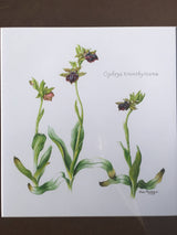 Art - Orchid Botanical Art, Ophrys Transhyrcana In Dark Brown Matting