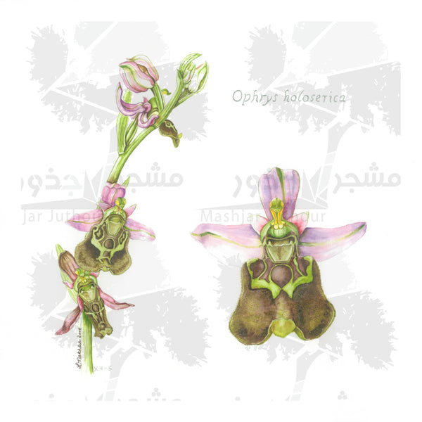 Botanical Art - Bee Orchid Wildflowers Of Palestine Botanical Print - Ophrys Holoserica
