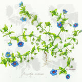 Botanical Art - Blue Wildflower Botanical Art Print - Wildflowers Of Palestine - Anagallis Arvensis