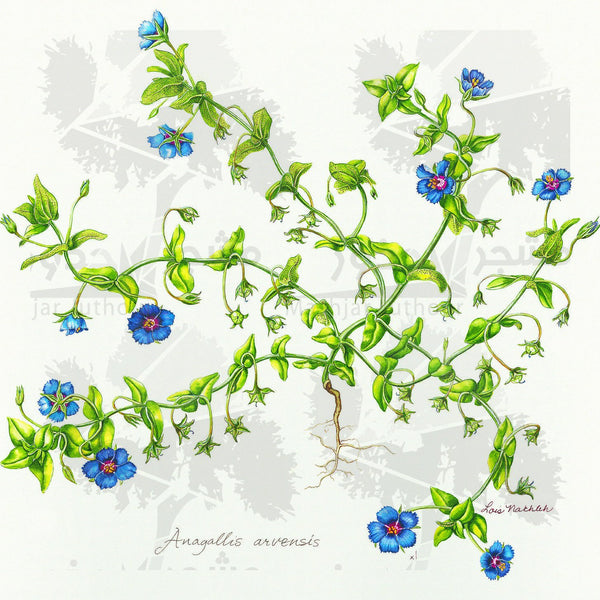 Botanical Art - Blue Wildflower Botanical Art Print - Wildflowers Of Palestine - Anagallis Arvensis