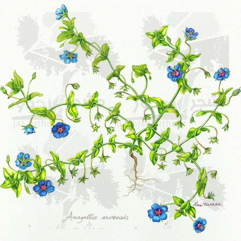 Botanical Art - Blue Wildflower Botanical Art Print - Wildflowers Of Palestine - Anagallis Arvensis