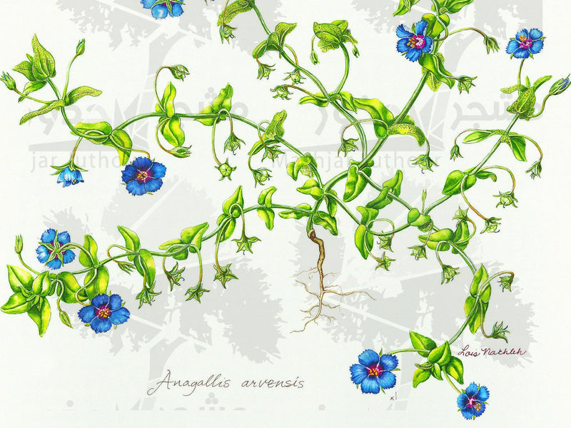 Botanical Art - Blue Wildflower Botanical Art Print - Wildflowers Of Palestine - Anagallis Arvensis